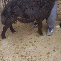 بره قوچ افشار