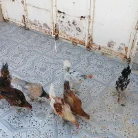خروسک