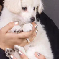 حیوان خانگی