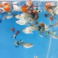 گوپی آنجل کالر زبرا فایتر پلاتی لجنخوار کتفیش