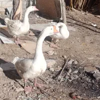 قو غاز