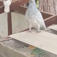 دو تا کفتر پلاکی و بهبهانی