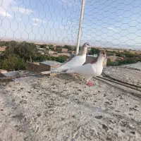 چپ وخال|پرنده|سبزوار, مدرس|دیوار