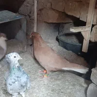 یه جفت دم سفید خوشکل وجوان