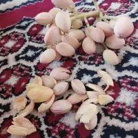 پیوند زنی|خدمات باغبانی و درختکاری|نهبندان, |دیوار
