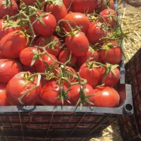 گوجه لوکس ودرجه یک همکاری میدان بار کارخانجات و