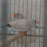 فنچ شارکول و هاف اورنج