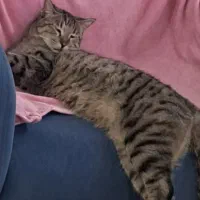 مژدگانی 20میلیون