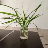 قلمه‌گل‌پاندالوس