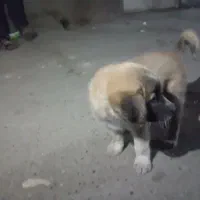 توله سگ ماده