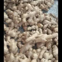 جینسنگ.  زنجبیل تازه هندی آبدار