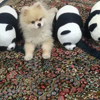 سگ پامر خرسی