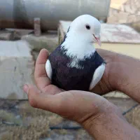 کفتر طوقی