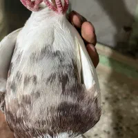 کفتر|پرنده|سبزوار, هویزه|دیوار