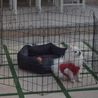 عرضه پارک سگ فولادی «عمده و جزئی»