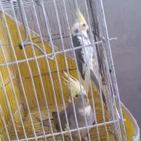 عروس هلندی