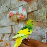 جوجه مرغ عشق تازه دونخور (رام و دستی)