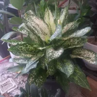 اگلونمای زیبا