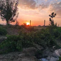 باغ شانی و انواع درخت میوه