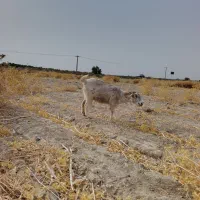 گوسفند