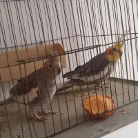 طوطی عروس مولد نرو ماده