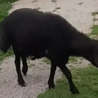 قوچ