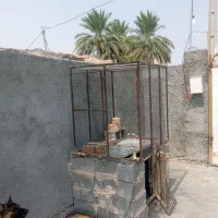 سگ ژرمن