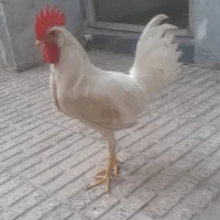 خروس سفید