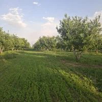یونجه