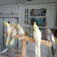 عروس هلندی نر و ماده