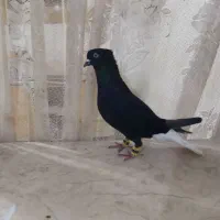 ۶ تا کفتر رنگه