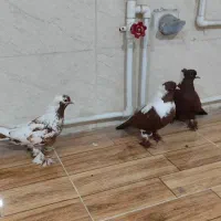 ککلیلی|پرنده|اردبیل, |دیوار