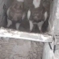 یه جفت طوقی آس کرمانشاهی