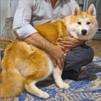 سگ نژاد آکیتا