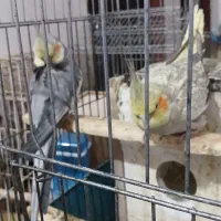 طوطی هلندی به شرط سخن گو