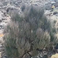 قره گیاه افدرا یا گوشترک