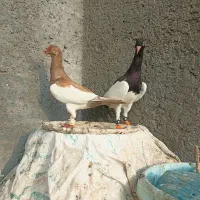 کفتر یهودی