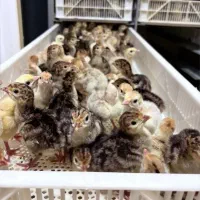 فروش جوجه بوقلمون یکروزه ۲۱ و ۲۲ تیر فروش فوری