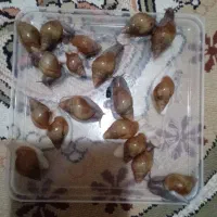 حلزون تراپی