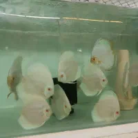 فروش دیسکس