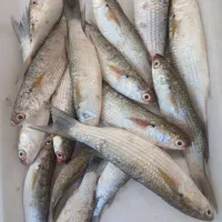 میگو سرتیز