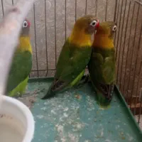 کوتوله برزیلی