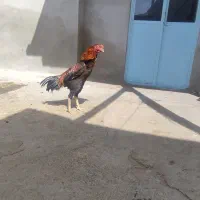 خروس لاری اصیل ترکیه