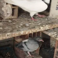 کبوتر طوقی نشان دار