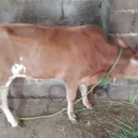 گاو