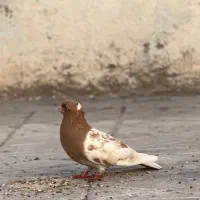 کله زرد گمشده