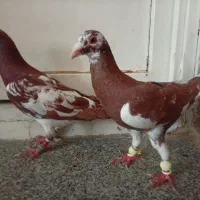 کبوتر.   روزگاری