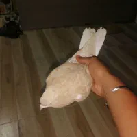 شهری ماده