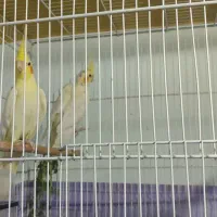 عروس هلندی زیر قیمت یک جفت آشتی هست