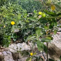 ویلا-باغ-اهل-بیت